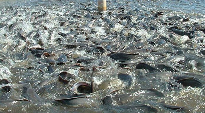 तीन करोडको माछा नष्ट