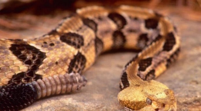 सर्पले डसेर बालिकाको मृत्यु ।