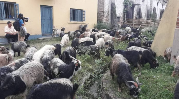 च्याङ्ग्रा प्रतिकिलो रु ७८० मा बिक्री