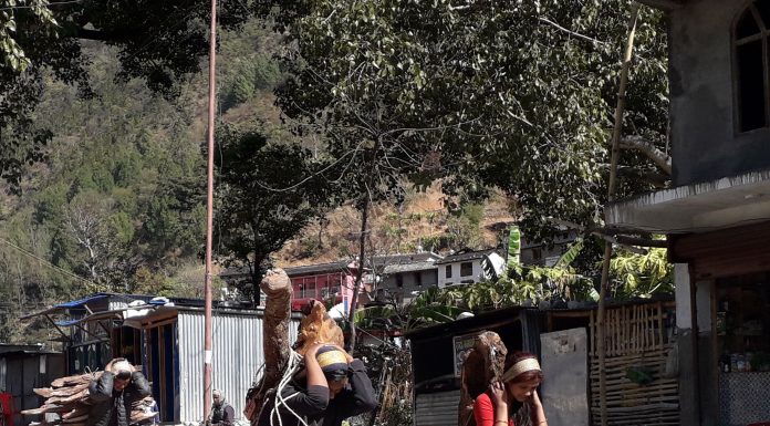 नदीले बगाएर ल्याएको काठ सङकलन