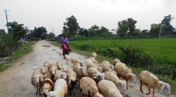 भेडा चराउन लैजाँदै महिला