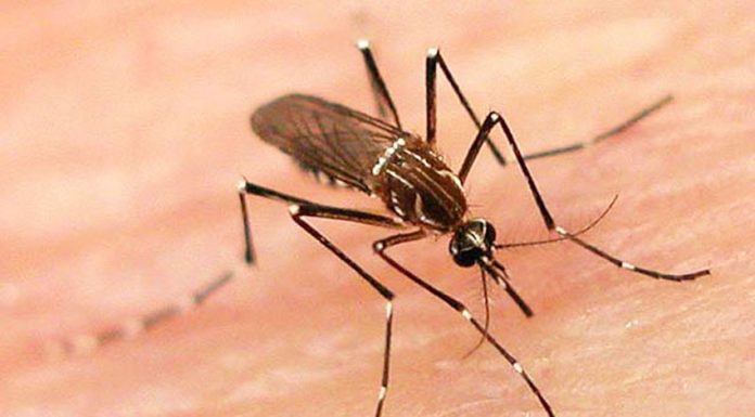 रौतहटमा दुई जना भेटियो डेङ्गु, स्क्रपटाइफसबाट एकको मृत्यु।