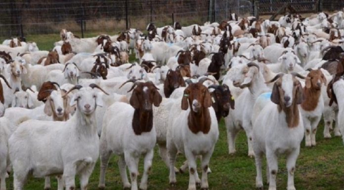 भन्सार छलेर आयात गरिएका ६४ खसी बरामद