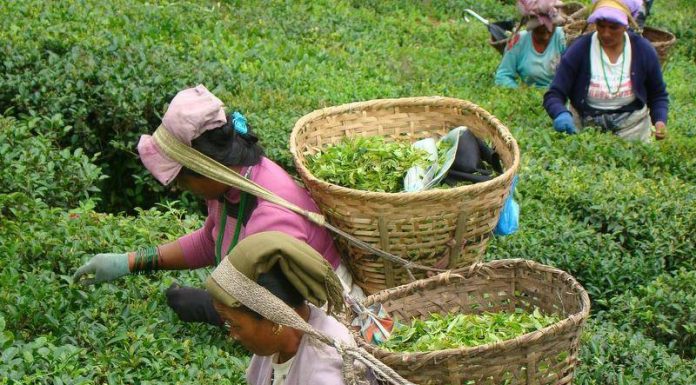 एक किलो चियाको मूल्य ३५ हजार ।