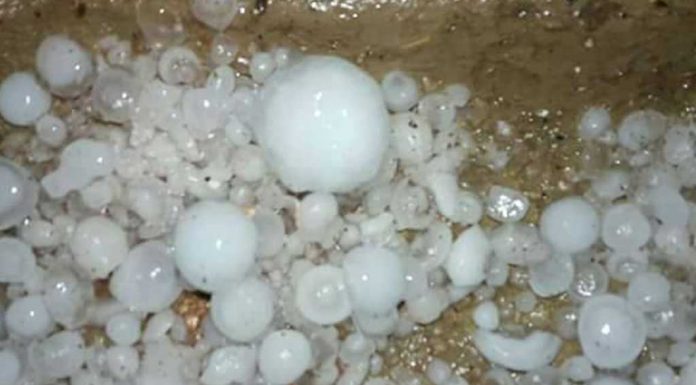 असिनाबाट धानबालीमा ७५ लाखको क्षति