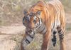 बाघको आक्रमणबाट फेरि एक जनाको मृत्यु ।