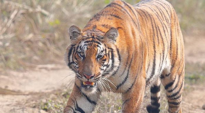 बाघको आक्रमणबाट फेरि एक जनाको मृत्यु ।