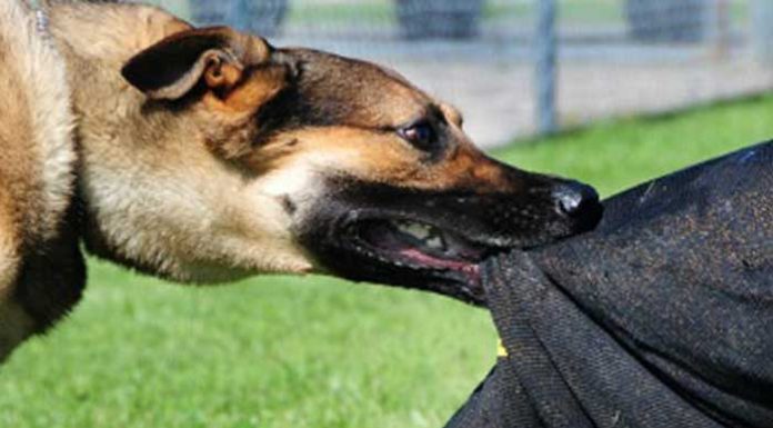 एकैदिन बौलाहा कुकुरले ५० जनालाई टोक्यो, कुकुर मार्न २० प्रहरी खटिए