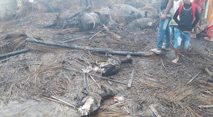रौतहटमा एक घरमा आगलागी हँदा बाख्रा भैँसी सहित धनमाल जलेर नष्ट