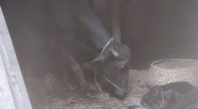 रौतहटको शितलपुरका किशानको भैसीले एकै पटक २ पाडो जन्माए पछि ।