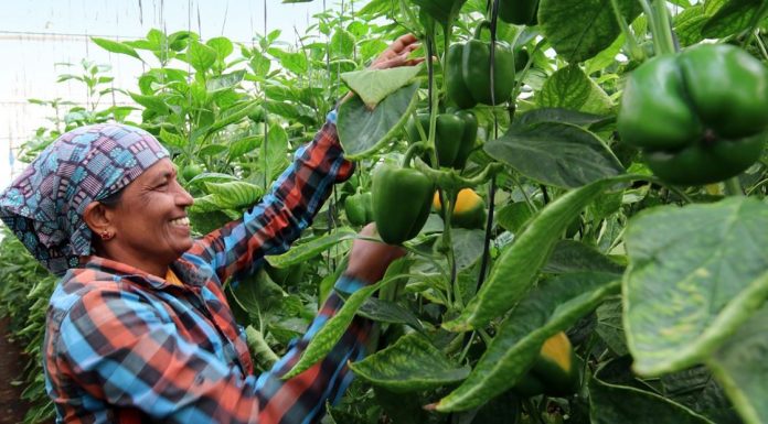 भेडे खुर्सानी खेती प्रविधिबारे जानकारी ।