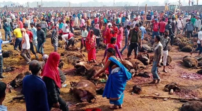 विश्व प्रसिद्ध गढीमाई मेलामा आजबाट बली चढाउन सुरु ।