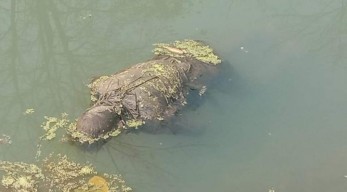 दिदी भिनाजुकाे घरबाट आफ्ना घर फर्क्ने क्रममा हराएका युवककाे शव फेला ।