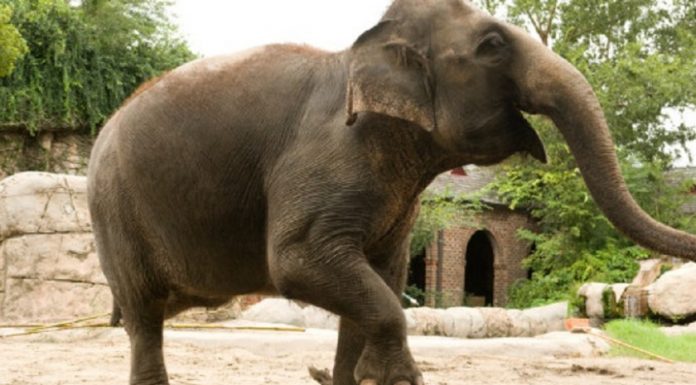 हात्तीको आक्रमणबाट एकजनाको मृत्यु, एक ।