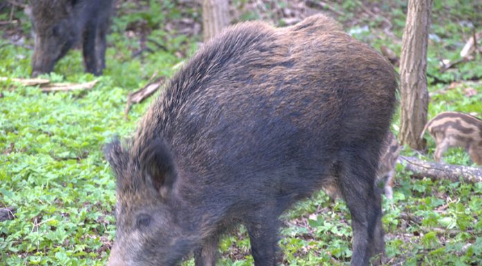 रोकिएन रौतहटमा करेन्ट लगाएर जंगली बदेल मार्ने कार्य ।