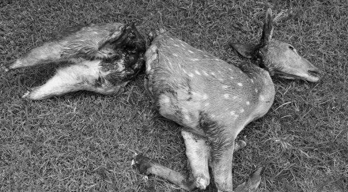 लकडाउनका बेला चित्तल मार्ने ९ जना पक्राउ ।