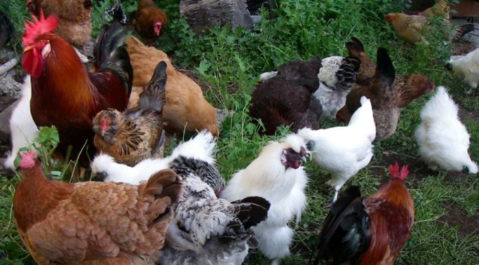 कुखुरालाई दाना नपाउँदा घाँस ।