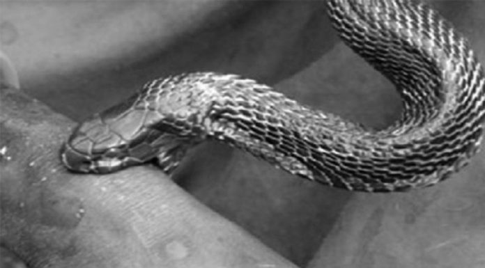 बारामा सर्पको टोकाइबाट एक जना महिलाको मृत्यु ।