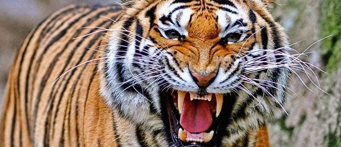 बाघको सङ्ख्या दोब्बर बनाउने प्रतिबद्धता पूरा गरिने ।