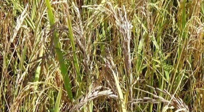 धानबालीमा गवारो रोगको प्रकोपः किसान चिन्तित ।