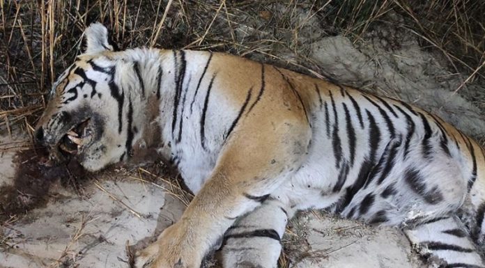 पर्साको रामबुद्ध सामुदायिक वन क्षेत्रमा एउटा पाटेबाघ मृत अवस्थामा भेटियो