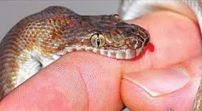 सप्तरीमा विषालु सर्पले डँस्दा एकै परिवारका २ जनाको उपचारको क्रममा मृत्यु