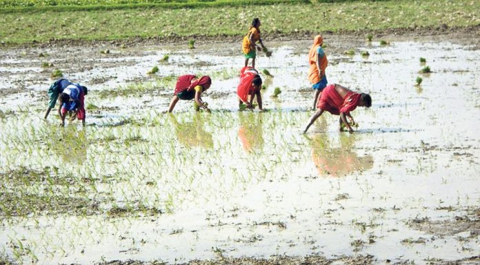 रौतहट जिल्लामा अहिलेसम्म ७५ प्रतिशत धान रोपाई