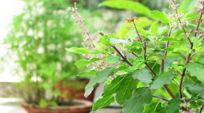 घर-घरमा तुलसीको बिरुवा रोपिँदै