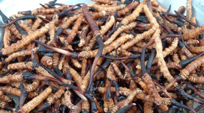 एक महिला पक्राउ