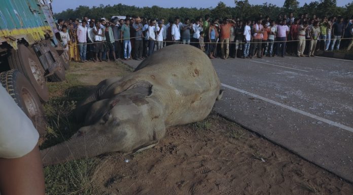 बारामा ट्रकको ठक्कर बाट हात्ती घाइते