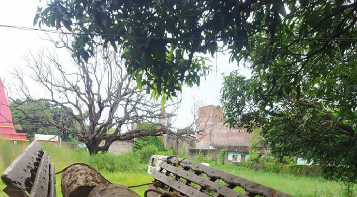 रौतहटको कटहरियामा साल जातको काठको गोलियासहित टायरगाडा नियन्त्रणमा