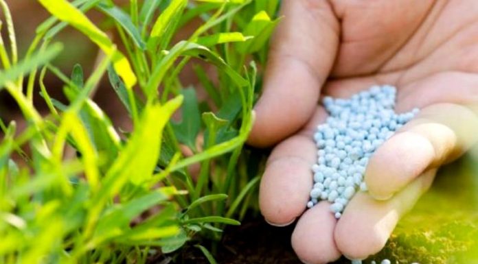 रौतहटमा आयआर्जनको माध्यम रहेको धान खेतीका लागि आवश्यक रासायनिक मलको अभाव