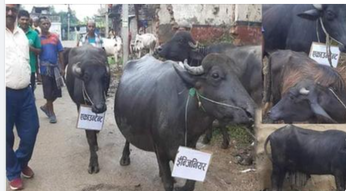 धनुषामा निस्कियो भैंसी जुलुस मेयर देखि हाकिमको बिरोधमा प्ले कार्ड बोकेर प्रदर्शन