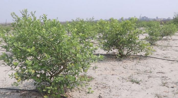 सुनसरीका किसान ‘बालुवा खेती’मा आकर्षित ।