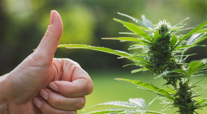 सरकारले गाँजा खेतीलाई खुला गर्ने सम्बन्धी मागका विषयमा अध्ययन सुरु ।