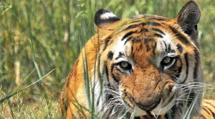 अझै सुध्रिएन नरभक्षी बाघको आनीबानी ।