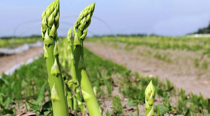 कुरिलो खेतीबाट मनग्य आम्दानी