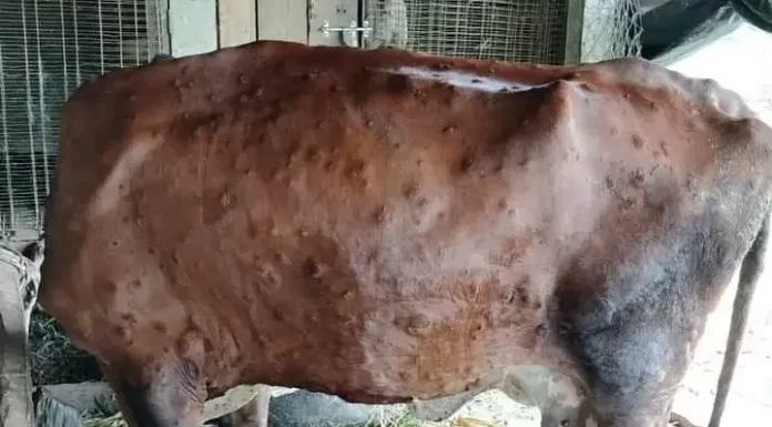 जुम्लामा बाह्र हजार पशु ‘लम्पी स्किन’बाट सङ्क्रमित |