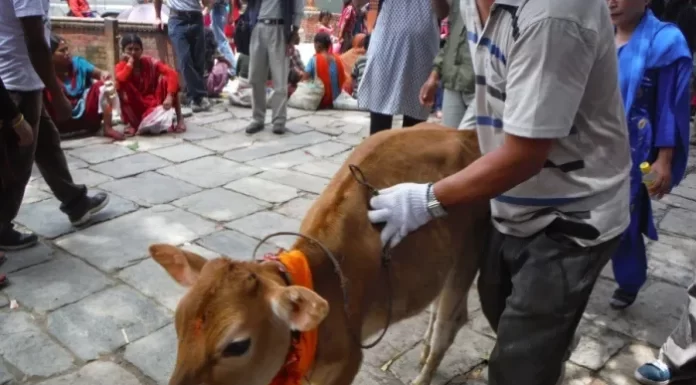 गाईजात्रा संस्कृति : दिवङ्गत आफन्तको सम्झना |