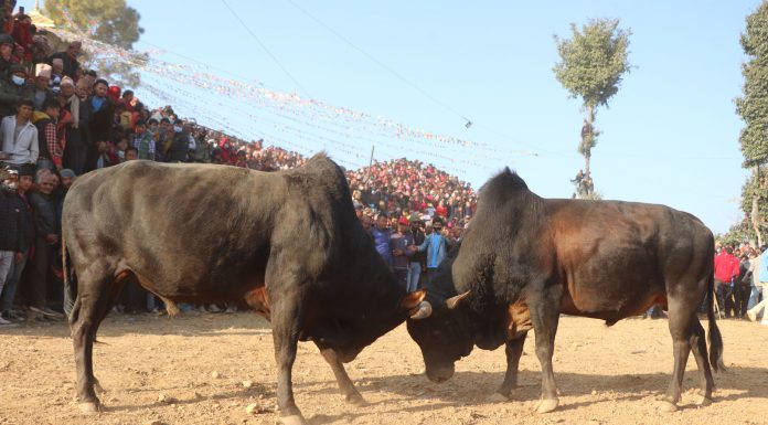 परम्परा जोगाउन टक्सारमा मेला ||
