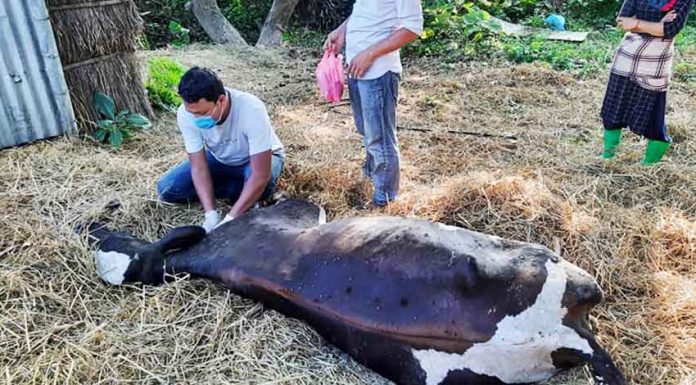 लम्पी स्किन रोगबाट देशभर ५२ हजारभन्दा बढी पशुको मृत्यु ||