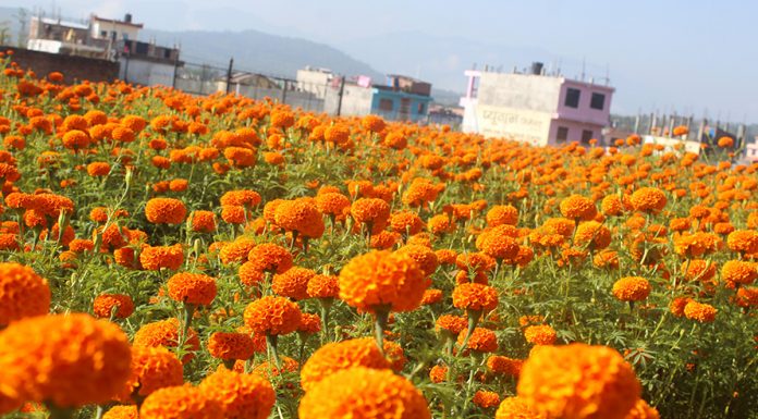 सयपत्री फूलको व्यवसायिक खेती ||