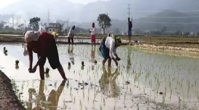 चैते धान प्रवर्द्धन गर्न कृषकलाई अनुदान |