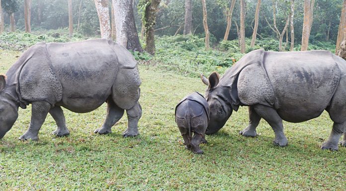 ३८ वर्षमा एक सय नौ गैँडा स्थानान्तरण, विभिन्न देशलाई २६ उपहार |