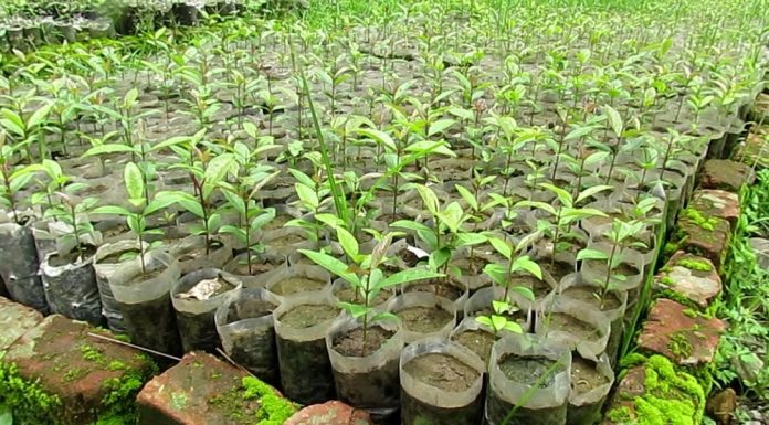 किसानलाई आत्मनिर्भर बनाउन पाँच हजार बिरुवा वितरण