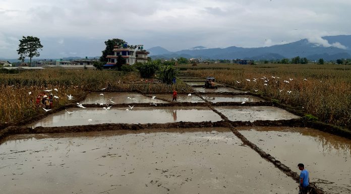 खेतीयोग्य जमिन नासिँदै