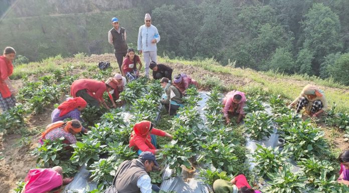 व्यावसायिक बेसारखेतीः वार्षिक ४५ करोडभन्दा बढीको बिक्री