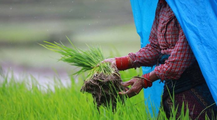 चितवनमा रोपार पाउनै मुस्किल