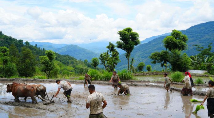 ताप्लेजुङमा पनि धान दिवस मनाइयो