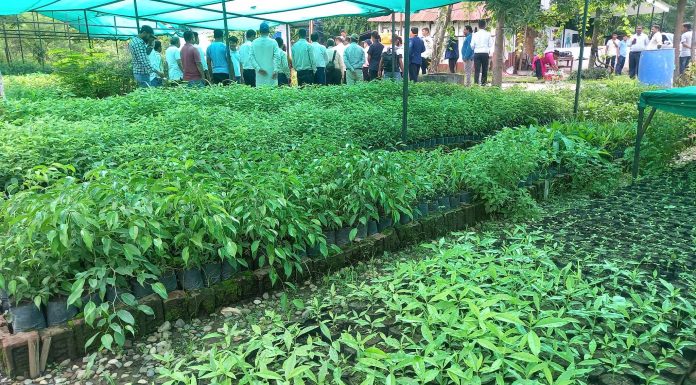चेपाङ समुदायलाई चिउरीको बिरुवा वितरण